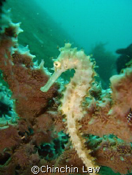 thorney seahorse at maumere by Chinchin Law 